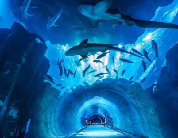 Dive into Dubai’s Hidden World: Exploring the Wonders of the Aquarium & Underwater Zoo