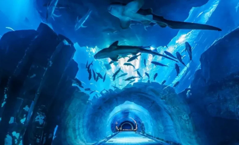 Aquarium and Underwater Zoo