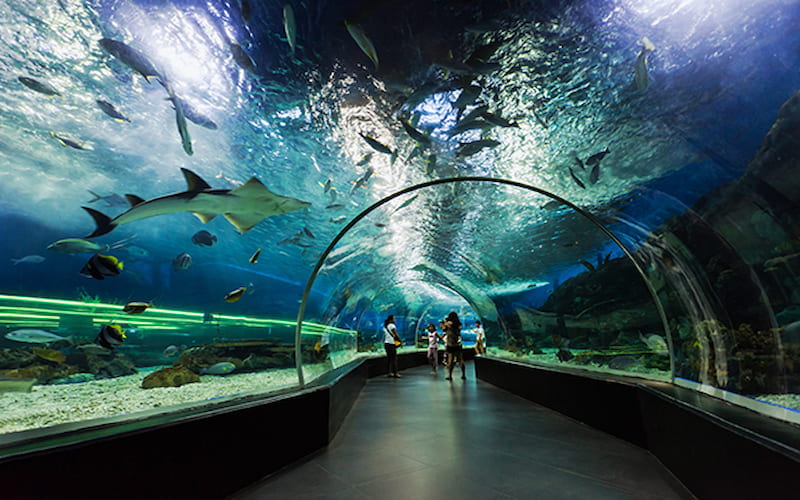 Dubai Mall Aquarium Tickets