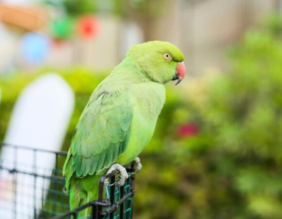 Best Animal Shows to Catch at Dubai Safari Park