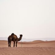 Dubai Desert Safari