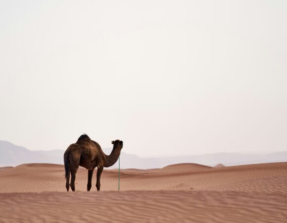 Dubai Desert Safari: Your Ultimate Photography Guide