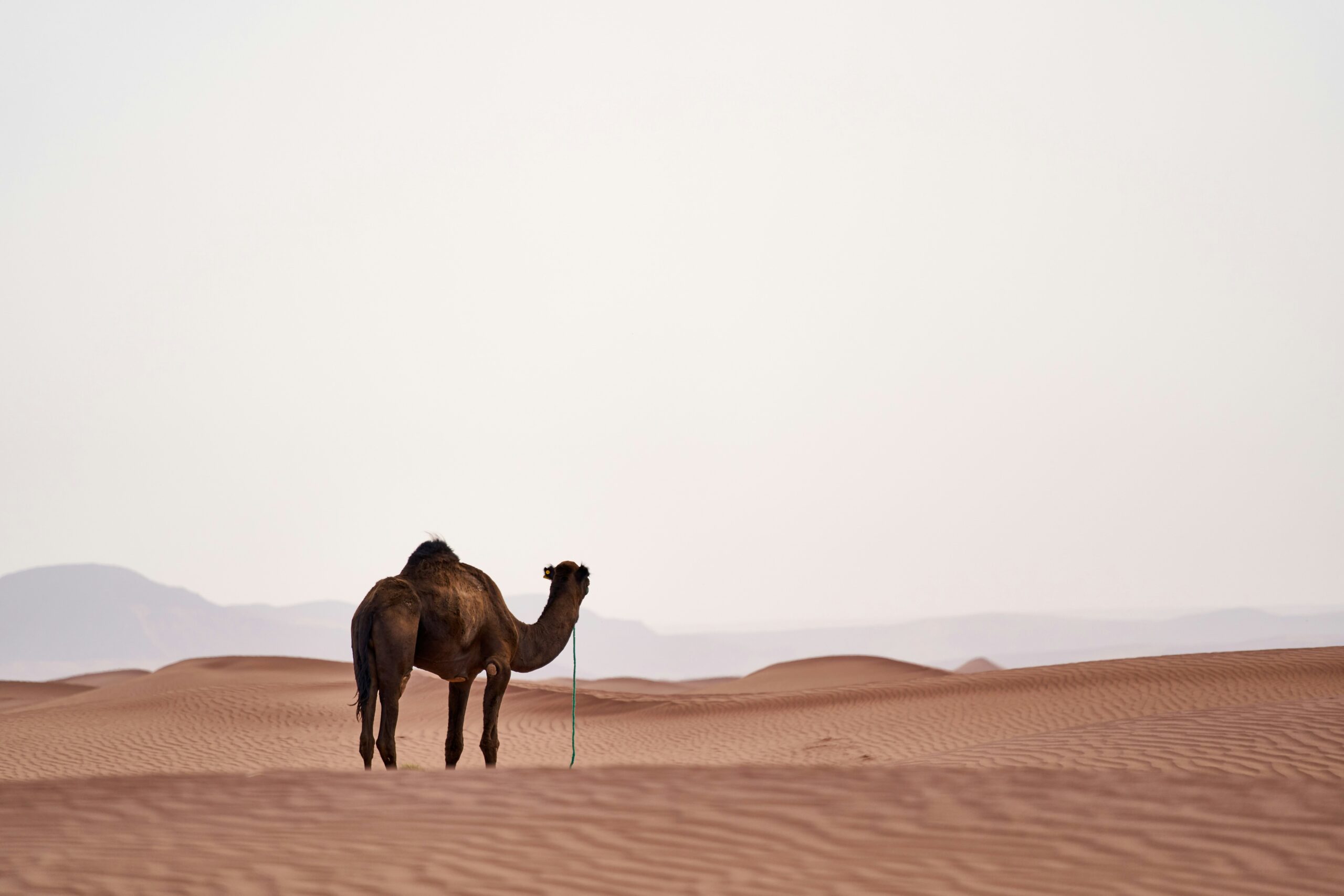 Dubai Desert Safari