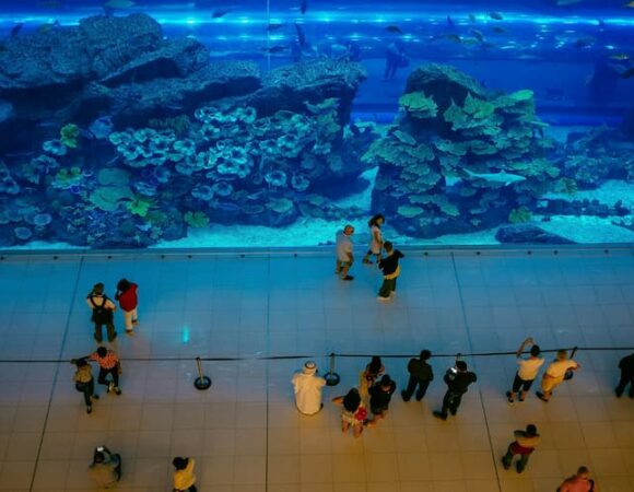 Why the Dubai Mall Aquarium Is a Must-Visit for Families